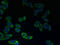 Cation Channel Sperm Associated 2 antibody, LS-C378606, Lifespan Biosciences, Immunofluorescence image 