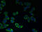 Cation channel sperm-associated protein 2 antibody, LS-C378606, Lifespan Biosciences, Immunofluorescence image 