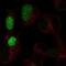 POU Class 3 Homeobox 3 antibody, HPA052792, Atlas Antibodies, Immunofluorescence image 