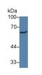 Paxillin antibody, LS-C314842, Lifespan Biosciences, Western Blot image 