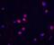 Checkpoint Kinase 2 antibody, 56221, QED Bioscience, Immunofluorescence image 