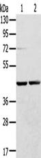 Ras Related GTP Binding A antibody, CSB-PA071515, Cusabio, Western Blot image 