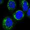 Hydroxysteroid Dehydrogenase Like 2 antibody, NBP2-14105, Novus Biologicals, Immunofluorescence image 