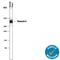 TNXB antibody, MAB6999, R&D Systems, Western Blot image 