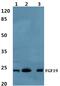 Fibroblast Growth Factor 19 antibody, PA5-75685, Invitrogen Antibodies, Western Blot image 
