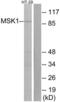 Ribosomal Protein S6 Kinase A5 antibody, LS-C118184, Lifespan Biosciences, Western Blot image 