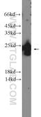 Proline Rich And Gla Domain 1 antibody, 14103-1-AP, Proteintech Group, Western Blot image 