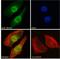MutL Homolog 3 antibody, LS-C55109, Lifespan Biosciences, Immunofluorescence image 