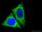 Mitochondrial Fission Factor antibody, 17090-1-AP, Proteintech Group, Immunofluorescence image 