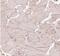 Golgi Reassembly Stacking Protein 2 antibody, NBP2-38244, Novus Biologicals, Immunohistochemistry paraffin image 