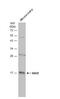 Ras Homolog Family Member F, Filopodia Associated antibody, NBP2-20157, Novus Biologicals, Western Blot image 