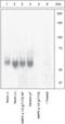 Protein Kinase AMP-Activated Catalytic Subunit Alpha 1 antibody, 44-1150G, Invitrogen Antibodies, Western Blot image 
