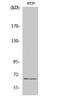 TATA-Box Binding Protein Associated Factor 5 Like antibody, A11343-1, Boster Biological Technology, Western Blot image 