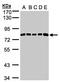 Platelet Derived Growth Factor Receptor Alpha antibody, LS-B4840, Lifespan Biosciences, Western Blot image 