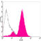 Glutamate Metabotropic Receptor 5 antibody, LS-B13682, Lifespan Biosciences, Western Blot image 