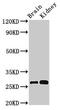 Olfactomedin Like 2B antibody, CSB-PA734650LA01HU, Cusabio, Western Blot image 