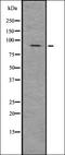 Gelsolin antibody, orb336770, Biorbyt, Western Blot image 