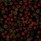 Bp35 antibody, AE00203, Aeonian Biotech, Immunocytochemistry image 