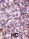 MAGE Family Member D2 antibody, 62-158, ProSci, Immunohistochemistry paraffin image 