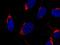 Golgi Membrane Protein 1 antibody, GTX02179, GeneTex, Immunocytochemistry image 