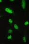 Paired Box 5 antibody, A00669-1, Boster Biological Technology, Immunofluorescence image 