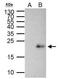 MYC Associated Factor X antibody, NBP2-17233, Novus Biologicals, Immunoprecipitation image 