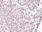 Aprataxin antibody, PA5-28952, Invitrogen Antibodies, Immunohistochemistry paraffin image 