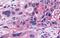 G Protein-Coupled Receptor 153 antibody, NLS2032, Novus Biologicals, Immunohistochemistry paraffin image 