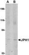 Junctophilin 1 antibody, orb75099, Biorbyt, Western Blot image 