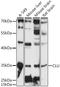 Clusterin antibody, LS-C747981, Lifespan Biosciences, Western Blot image 