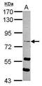 Ras and EF-hand domain-containing protein antibody, GTX117780, GeneTex, Western Blot image 