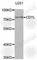 Chromodomain Y Like antibody, A6258, ABclonal Technology, Western Blot image 