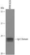 Ig lambda-2 chain C regions antibody, AF6525, R&D Systems, Western Blot image 