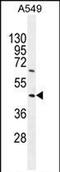 Tripartite Motif Containing 43 antibody, PA5-71547, Invitrogen Antibodies, Western Blot image 