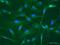 Noggin antibody, ab16054, Abcam, Immunocytochemistry image 