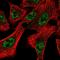 Dedicator of cytokinesis protein 1 antibody, HPA053277, Atlas Antibodies, Immunofluorescence image 