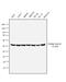 Tubulin Beta 4B Class IVb antibody, PA5-30380, Invitrogen Antibodies, Western Blot image 