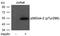 Docking Protein 2 antibody, 79-225, ProSci, Western Blot image 