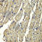 Frataxin antibody, A1745, ABclonal Technology, Immunohistochemistry paraffin image 