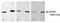 Eukaryotic Translation Initiation Factor 4 Gamma 1 antibody, ab2609, Abcam, Western Blot image 