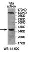 X-C Motif Chemokine Receptor 1 antibody, orb77568, Biorbyt, Western Blot image 