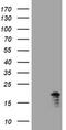 Growth arrest and DNA damage-inducible protein GADD45 gamma antibody, CF505488, Origene, Western Blot image 