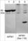 Apoptosis Inducing Factor Mitochondria Associated 1 antibody, AP5571, ECM Biosciences, Western Blot image 