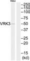 VRK Serine/Threonine Kinase 3 antibody, PA5-39604, Invitrogen Antibodies, Western Blot image 