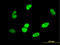 SRY-Box 9 antibody, LS-B4421, Lifespan Biosciences, Immunofluorescence image 