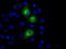 Protein Kinase, Membrane Associated Tyrosine/Threonine 1 antibody, TA500874, Origene, Immunofluorescence image 