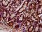 Glutamic--Pyruvic Transaminase 2 antibody, LS-C680556, Lifespan Biosciences, Immunohistochemistry paraffin image 