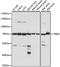 Activating signal cointegrator 1 antibody, GTX66364, GeneTex, Western Blot image 