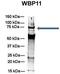 WW Domain Binding Protein 11 antibody, orb325262, Biorbyt, Western Blot image 