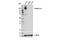 Integrin Subunit Beta 4 antibody, 14803T, Cell Signaling Technology, Western Blot image 